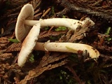 Agaricus diminutivus image