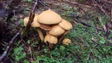 Phaeolepiota aurea image