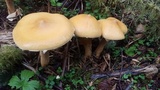 Phaeolepiota aurea image