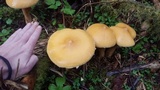 Phaeolepiota aurea image