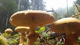 Phaeolepiota aurea image