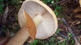 Phaeolepiota aurea image