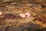 Lycogala epidendrum image