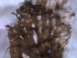 Peltigera polydactylon image