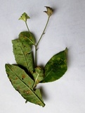 Puccinia elephantopi-spicati image