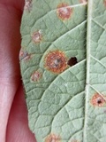 Puccinia elephantopi-spicati image
