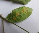 Puccinia elephantopi-spicati image