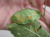 Puccinia elephantopi-spicati image