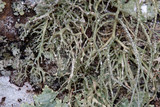Ramalina petrina image