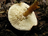Cystodermella cinnabarina image