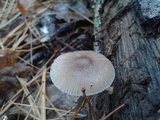 Pluteus longistriatus image