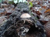 Pluteus longistriatus image
