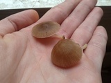 Pluteus longistriatus image