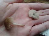 Pluteus longistriatus image