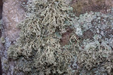 Ramalina petrina image