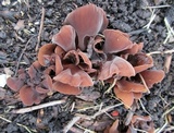 Auricularia angiospermarum image