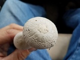 Amanita sect. Vaginatae image