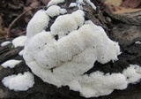 Ceratiomyxa fruticulosa var. fruticulosa image