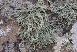 Ramalina petrina image