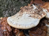 Ganoderma sessile image