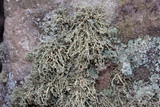 Ramalina petrina image
