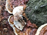 Ganoderma sessile image