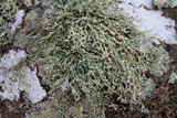 Ramalina petrina image