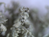 Ramalina petrina image