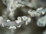 Ramalina petrina image