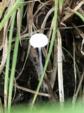 Tetrapyrgos nigripes image