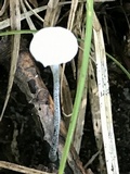 Tetrapyrgos nigripes image