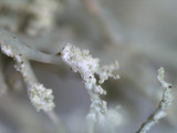Ramalina petrina image