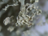 Ramalina petrina image