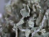 Ramalina petrina image