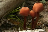 Laccaria proxima image