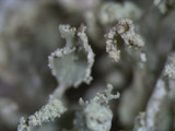 Ramalina petrina image