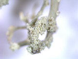 Ramalina petrina image
