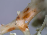 Ramalina petrina image