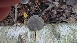 Fomes excavatus image