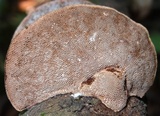 Hexagonia variegata image