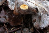 Rhizomarasmius pyrrhocephalus image