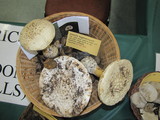 Amanita magniverrucata image