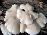 Pleurotus pulmonarius image