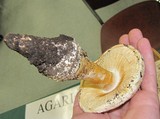 Amanita magniverrucata image