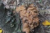Armillaria solidipes image