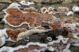 Gloeoporus dichrous image