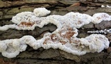 Gloeoporus dichrous image