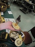 Amanita magniverrucata image