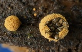 Nidularia pulvinata image