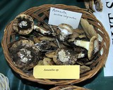 Amanita calyptratoides image